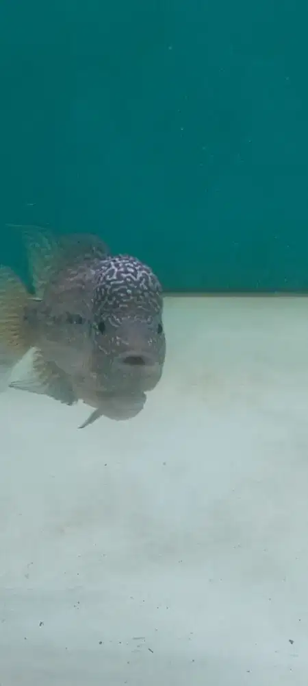 Louhan kamfa line Gb 3jari (import)