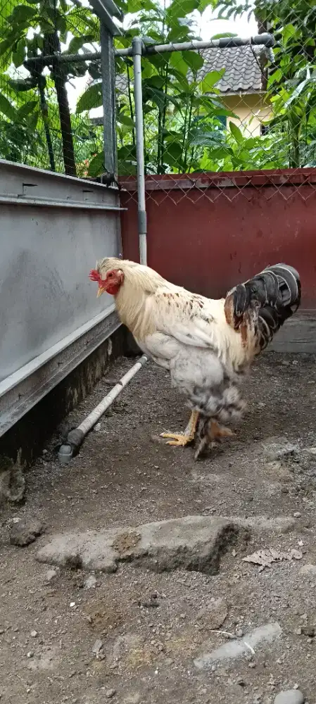 Ayam Hias Mix Brahma Silkie