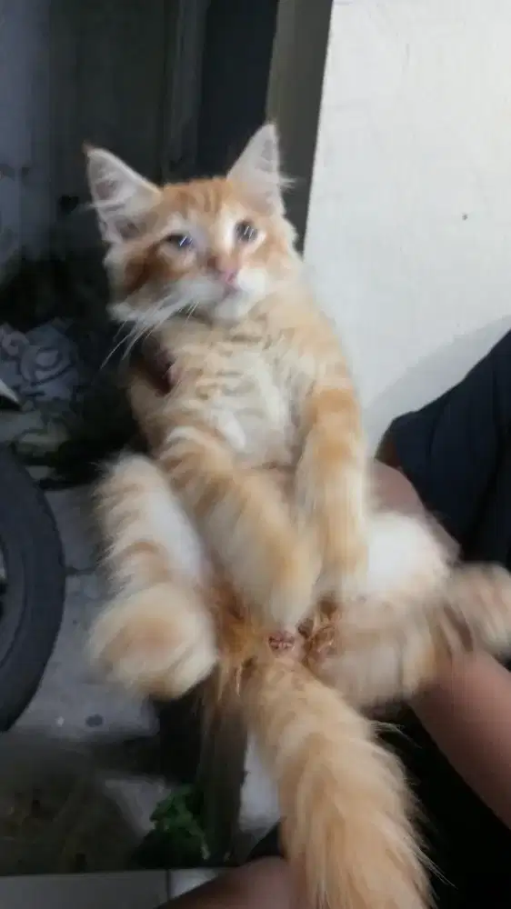 kucing persia gembul