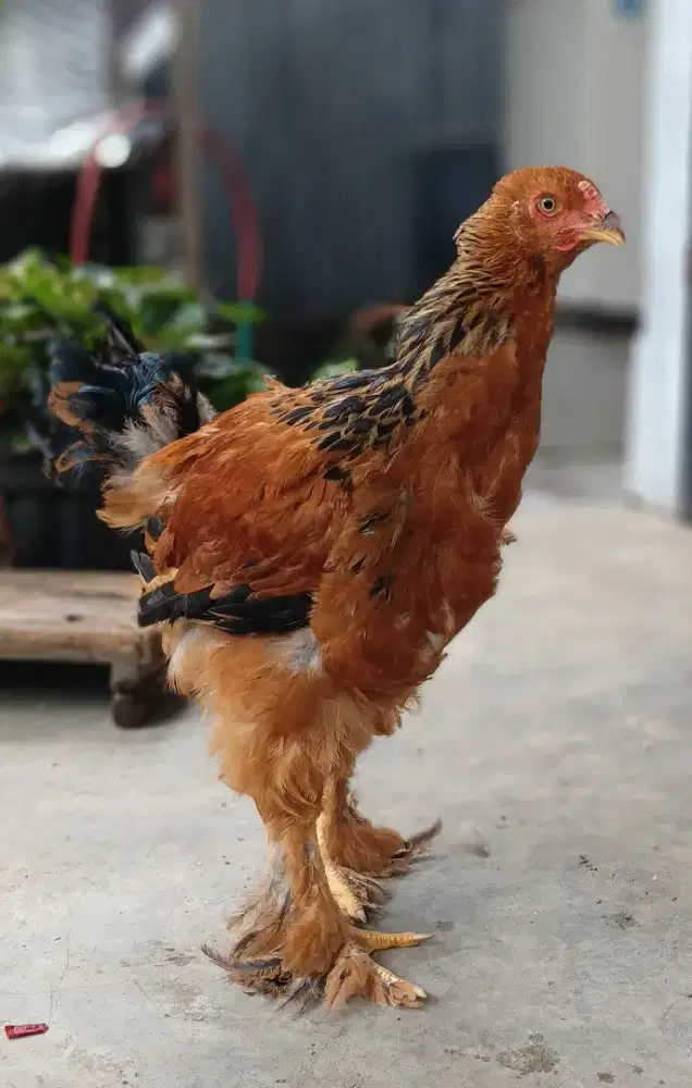 Ayam Hias Brahma