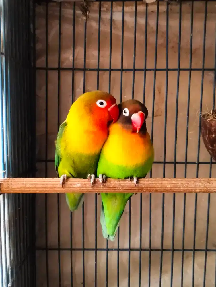 Lovebird Sepasang