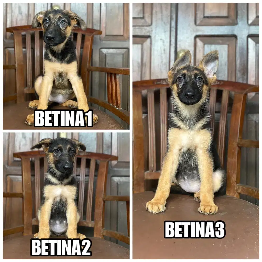 German sheperd / herder stb vaksin TERMURAH