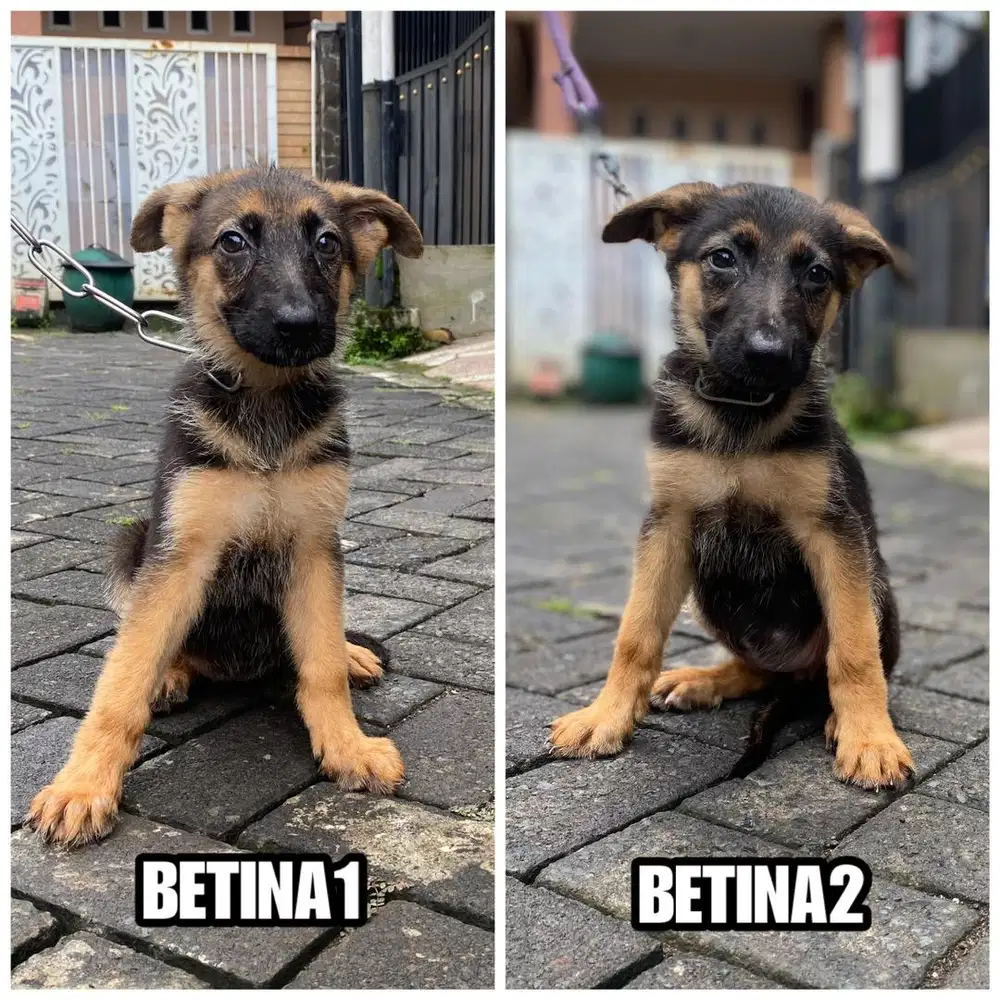 German Sheperd (GSD) / Herder stb vaksin