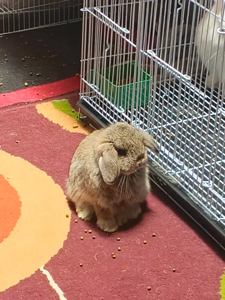 Kelinci holland lop