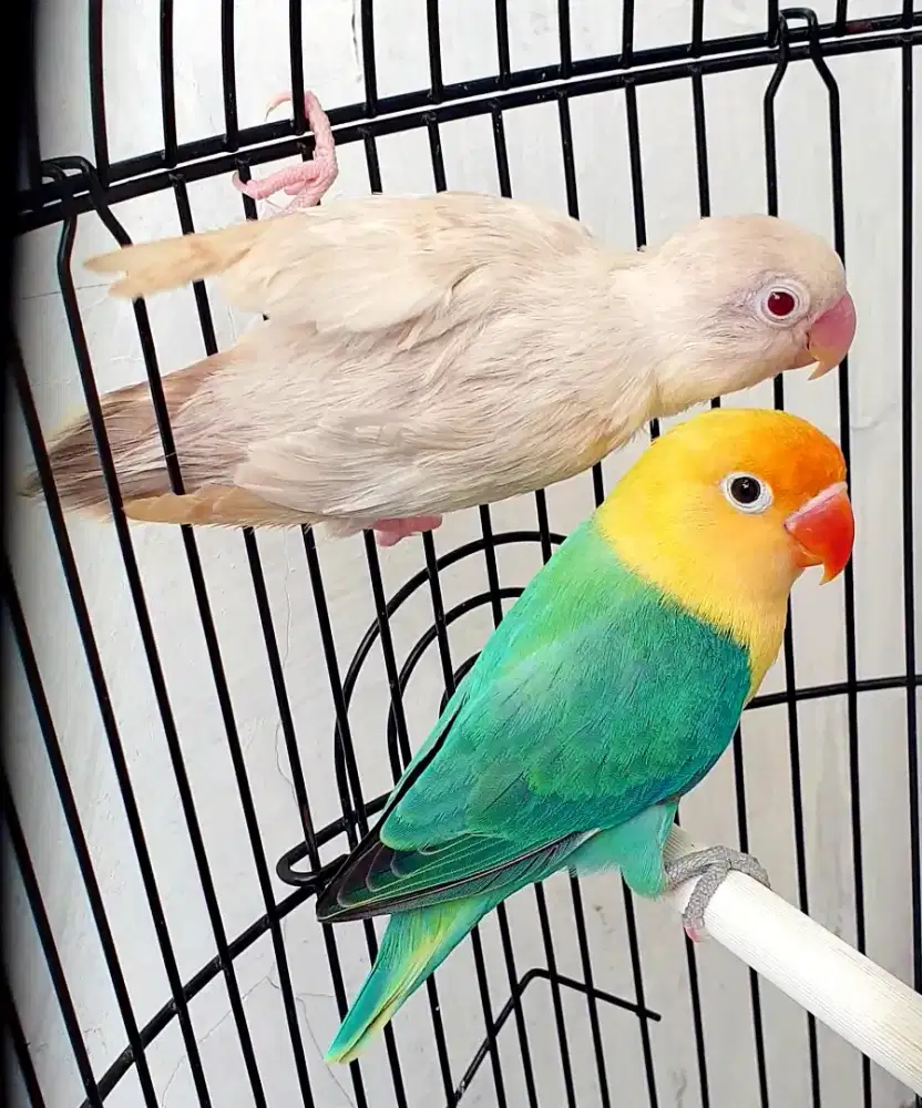 Sepasang lovebird biola pb x pf euwing
