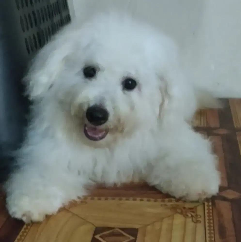 DI JUAL MURAH BICHON FRISE JANTAN STAMBUM VAKSIN KUALITAS BAGUS