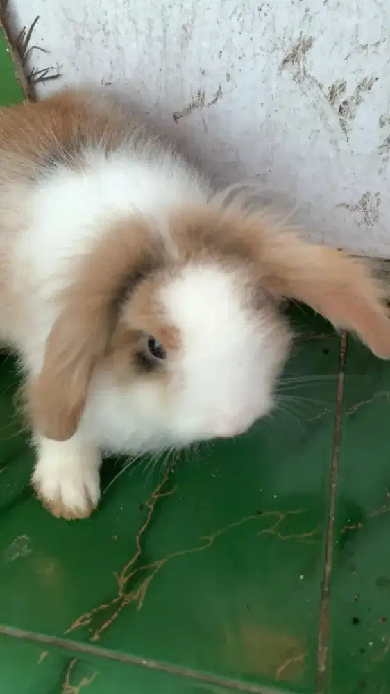 Jual kelinci sepasang