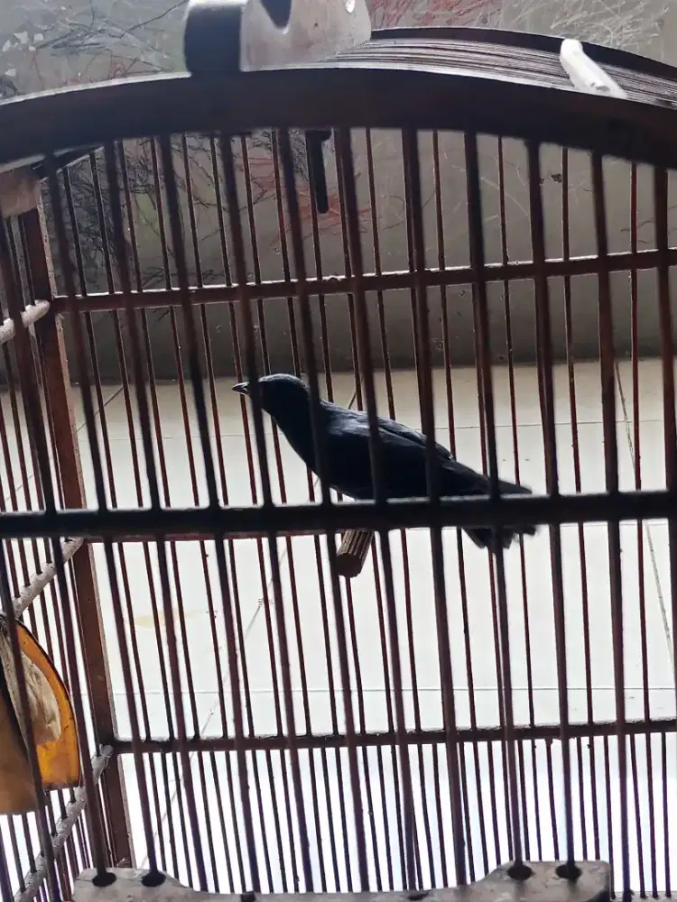 Burung jalak Keling kondisi sehat