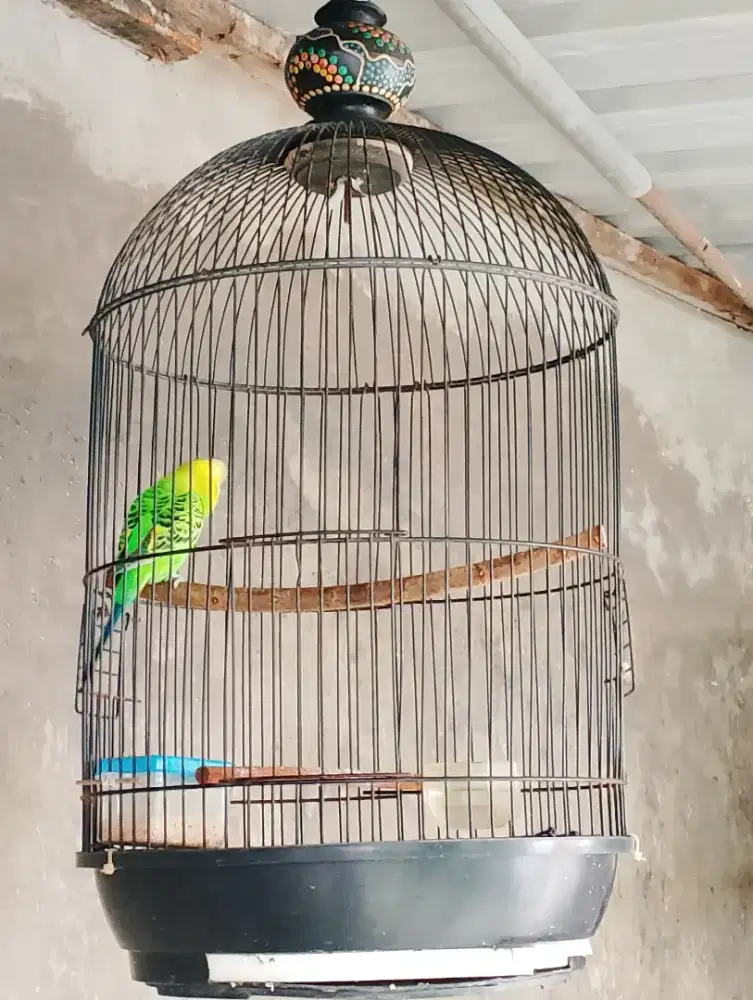 Burung parkit dewasa 2x produksi