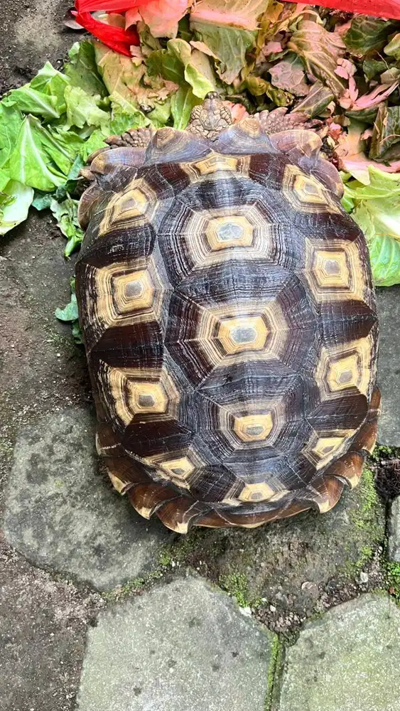 kura kura sulcata