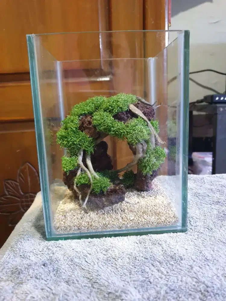 Aquarium Soliter Hardscspe