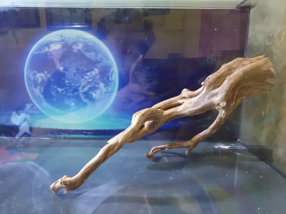 Kayu RASAMALA hiasan aquarium