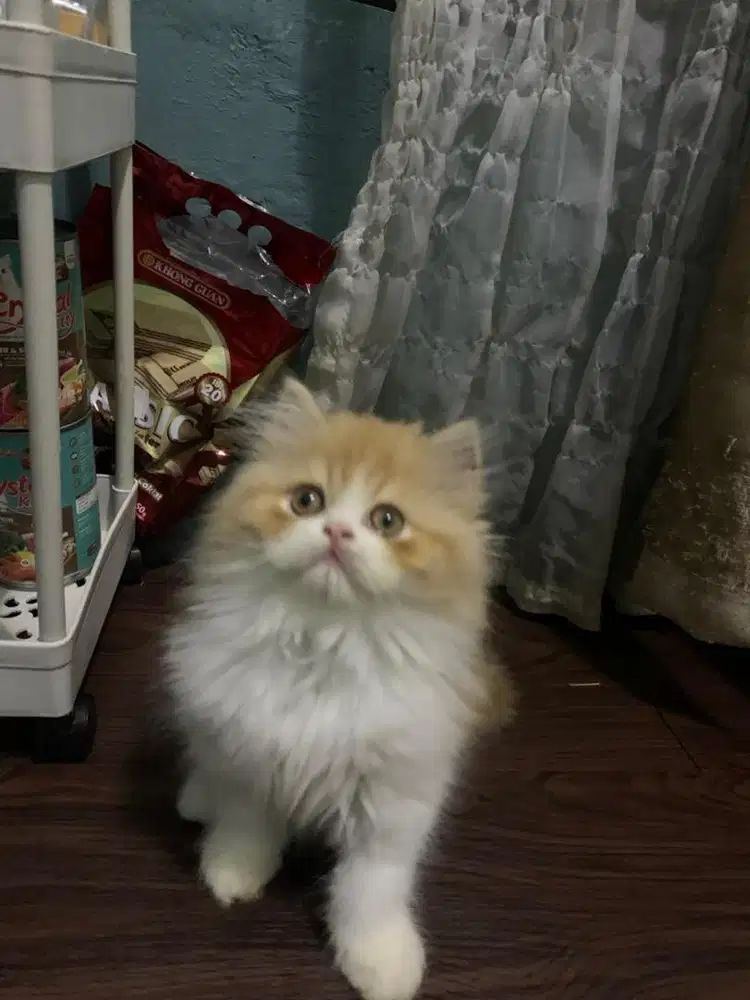 LA persia jantan umur 2,5 bulan