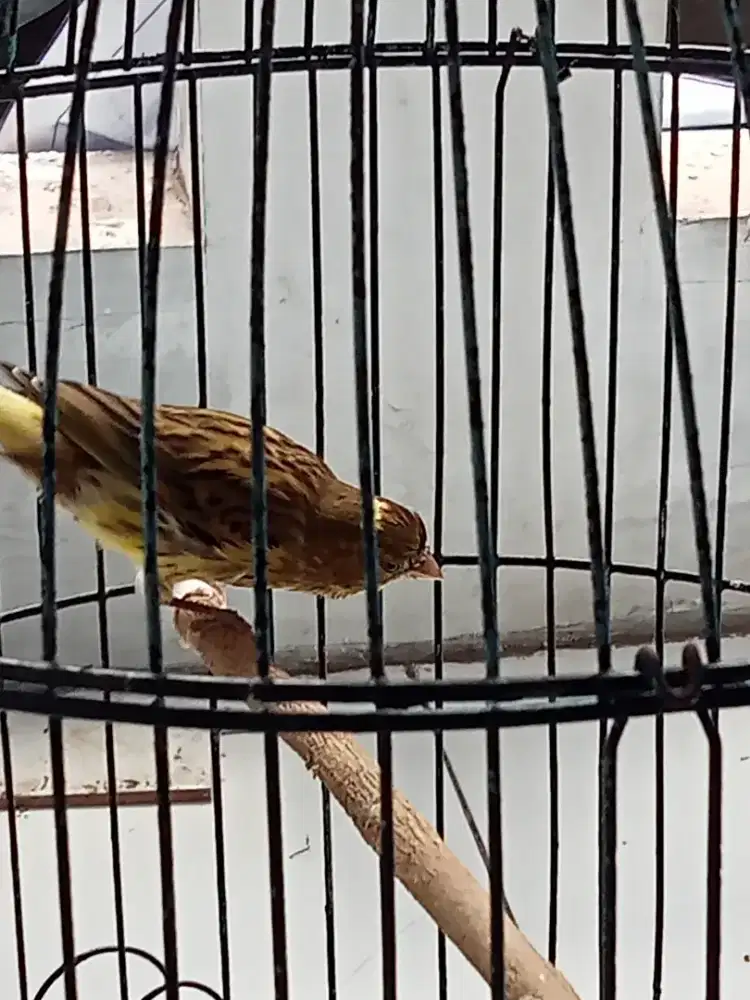 Burung kenari jantan