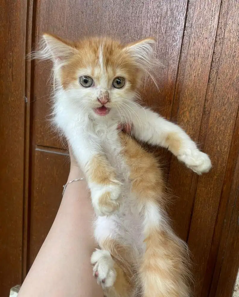 anakan kucing persia