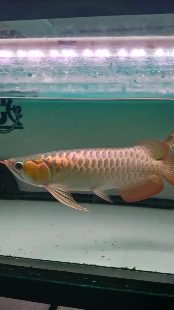 Ikan arowana super red