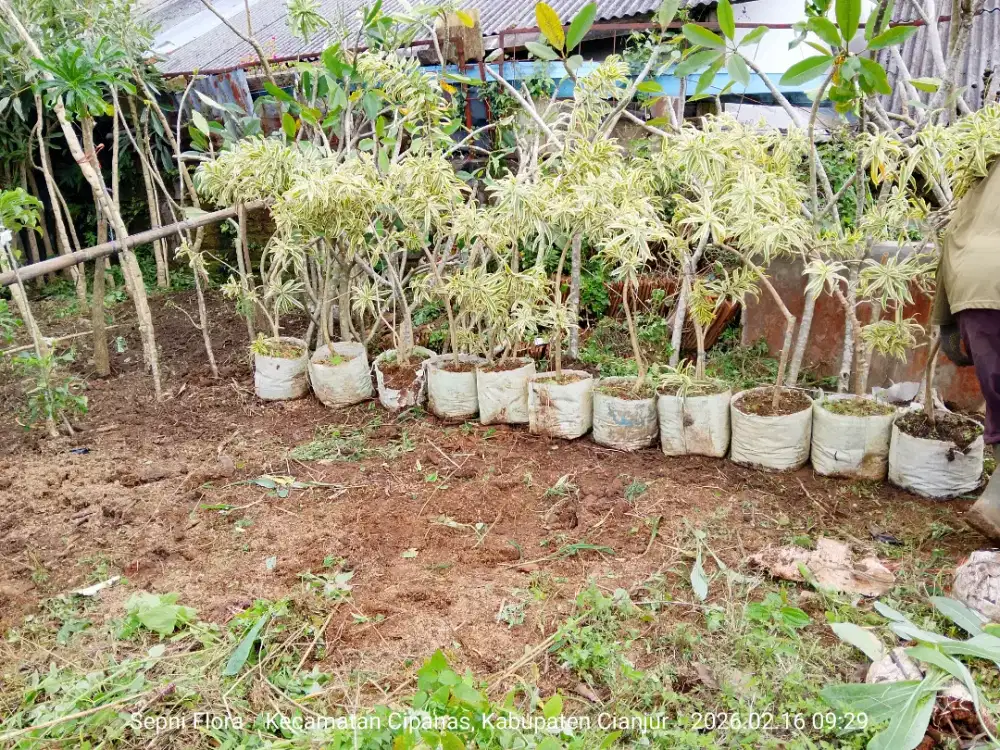 Tanaman Song Of india