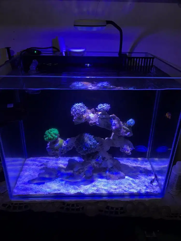 aquarium laut reeftank 50x40x40
