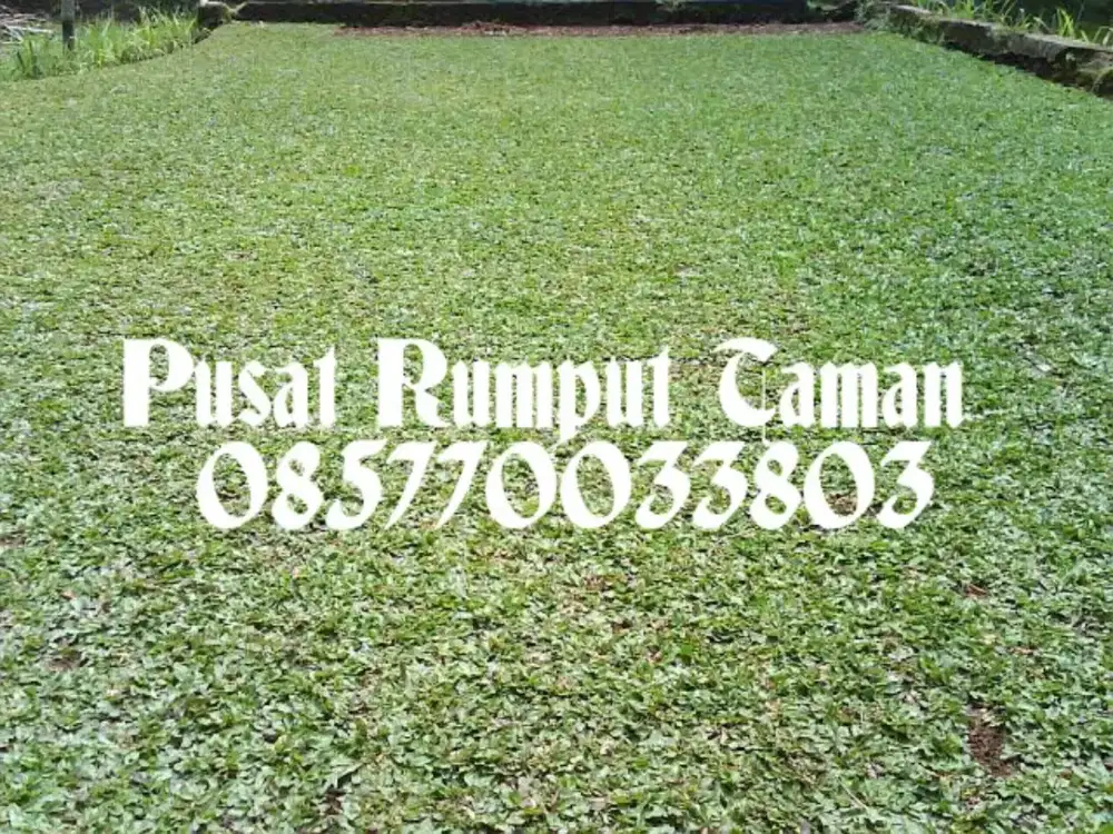 Rumput taman gajah mini permeter siap tanam