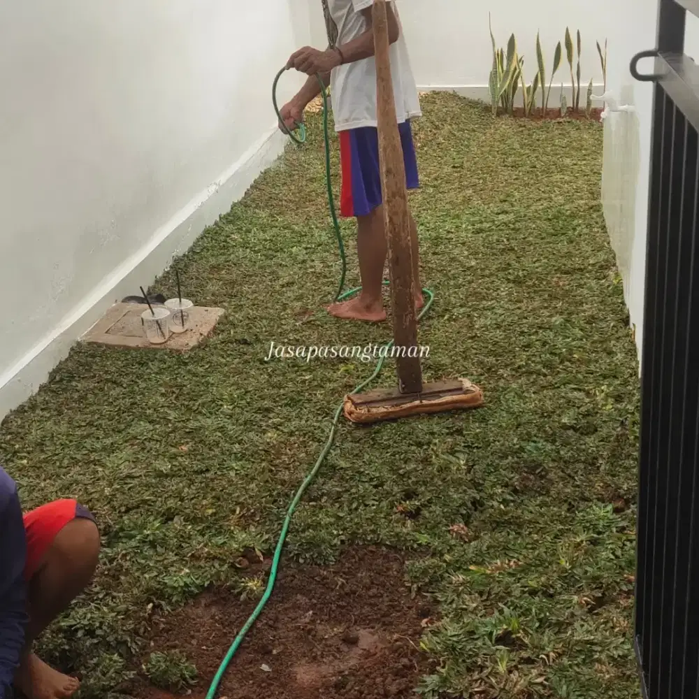 Rumput Taman Gajah Mini, Pasang Rumput Taman Profesional
