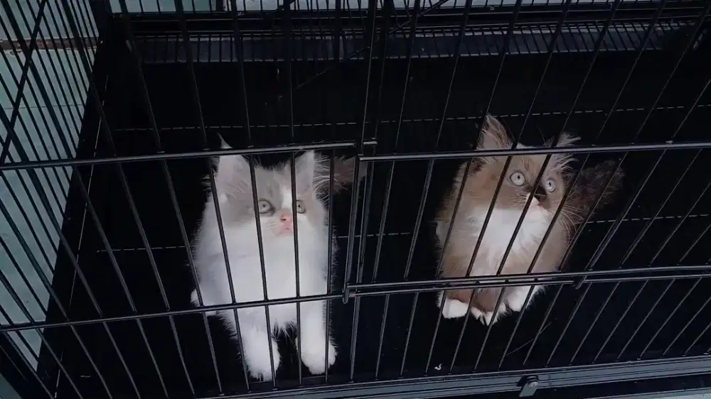 Kitten ragdoll mink and sephia