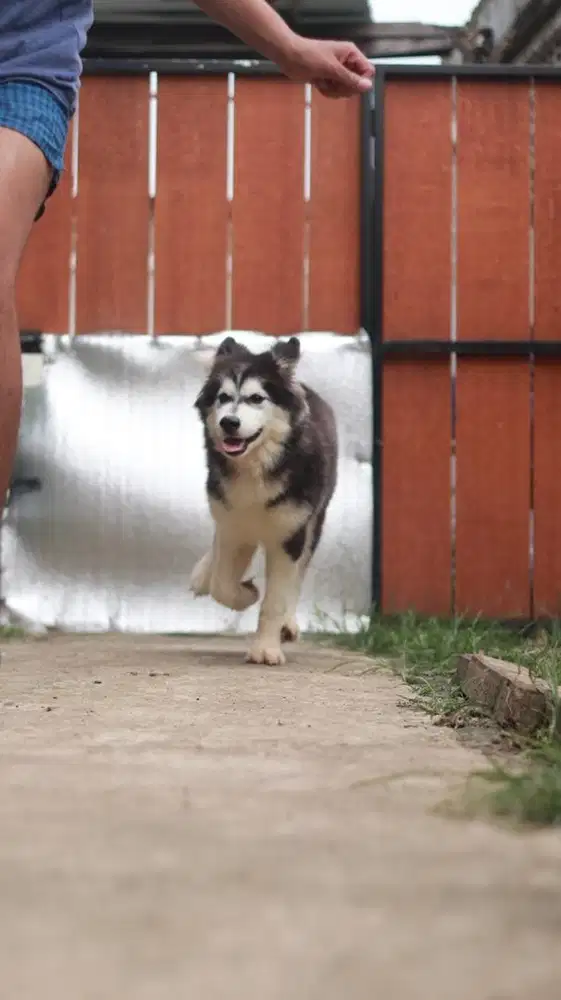 Betina alaskan malamute