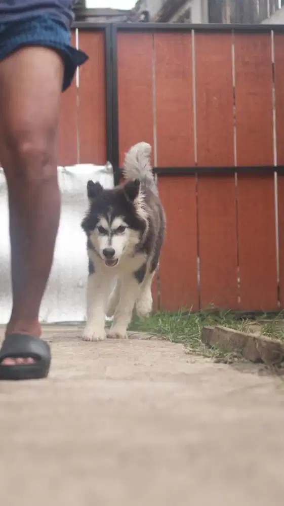 Giant alaskan malamute betina