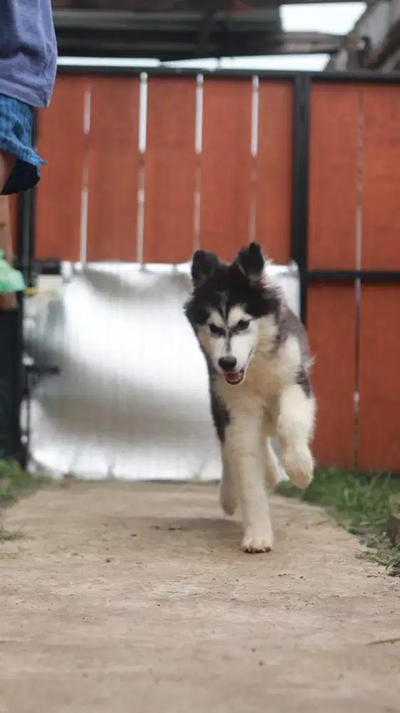Malamute giant betina