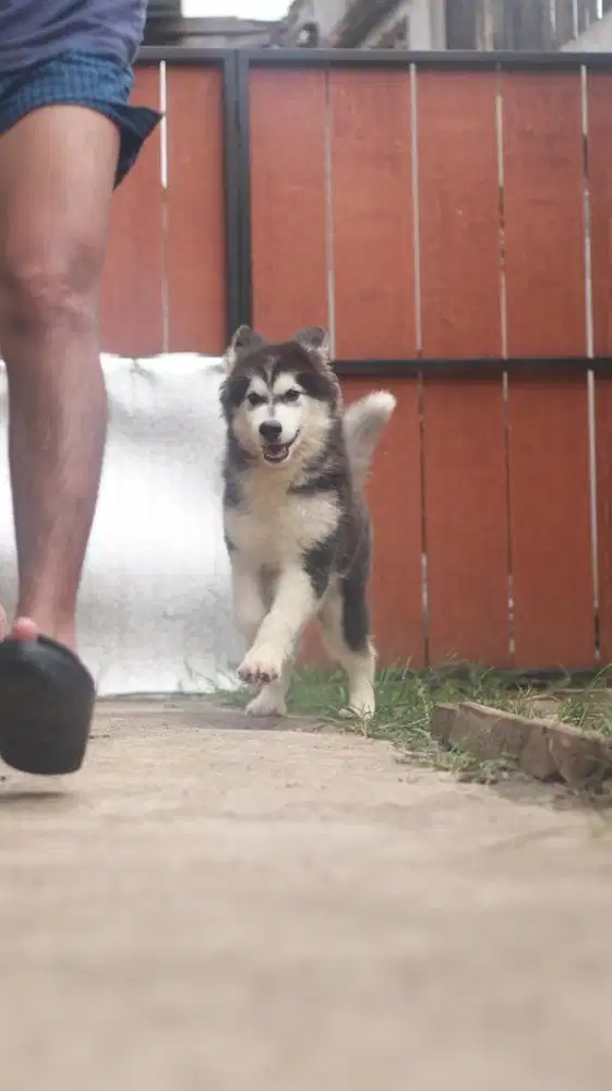 Betina alaskan malamute giant