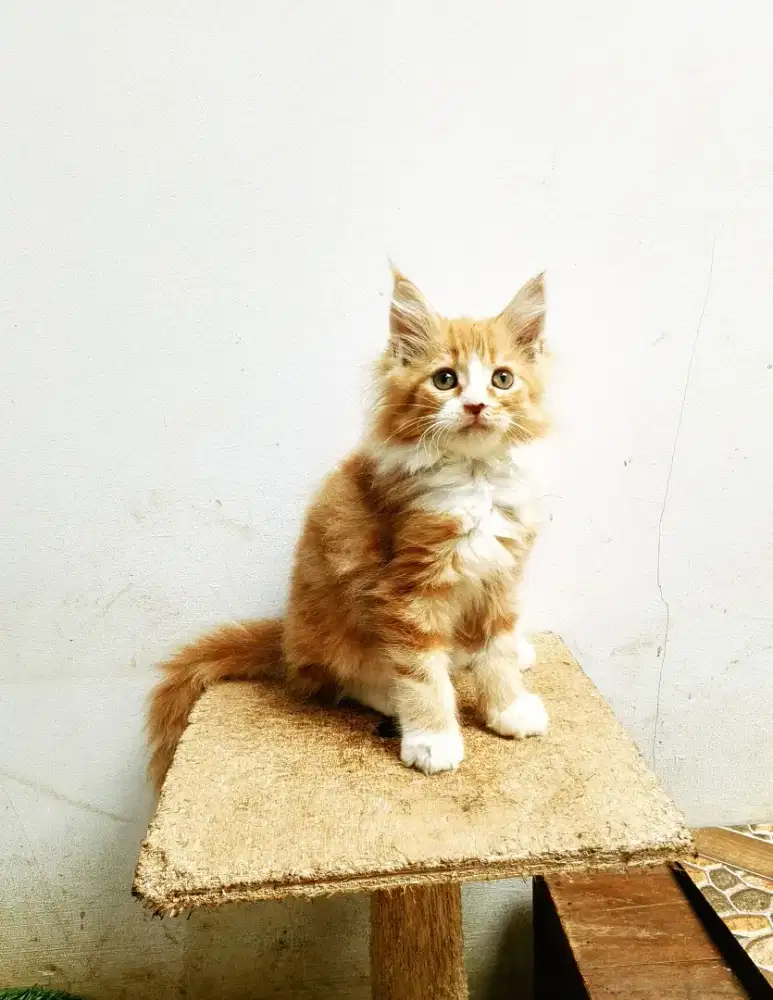 Kitten mainecoon betina pure no mix. Induk pec Cfa