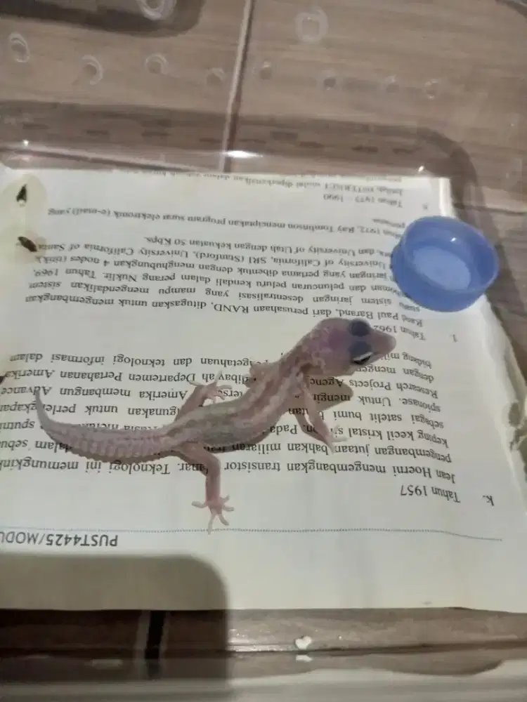 LEOPARD GECKO BLACK NIGHT