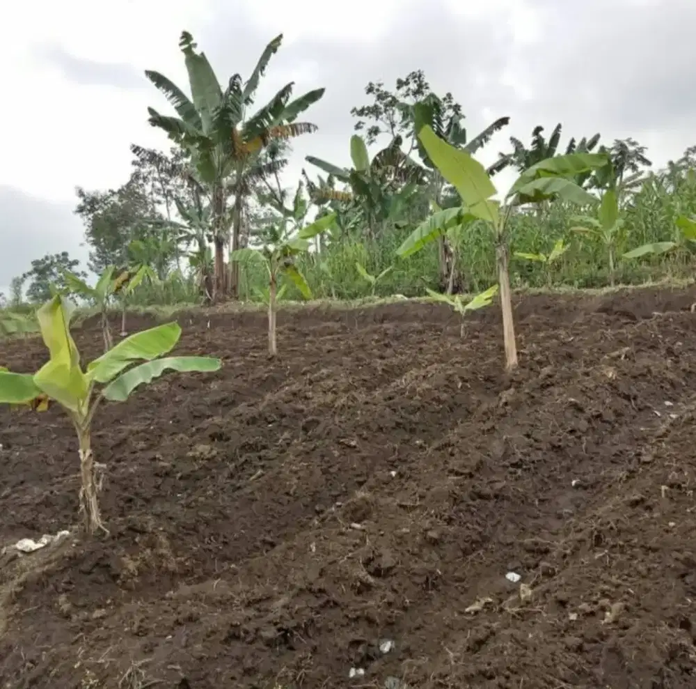 DIJUAL TANAH PERKEBUNAN