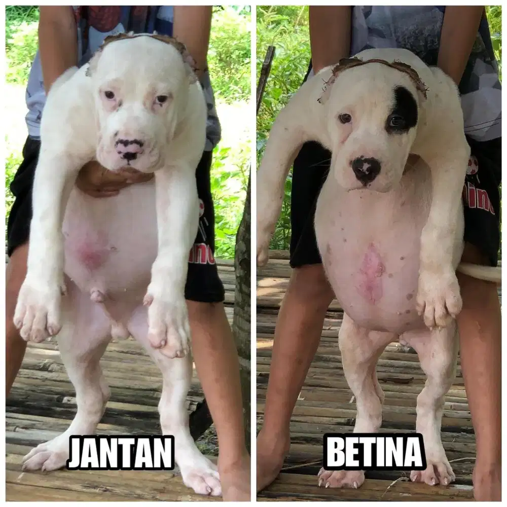 Pitbull Super Jumbo Monster