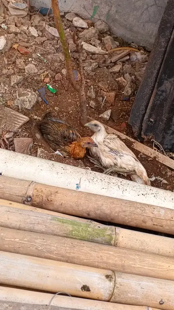 Ayam cemani x pelung(pas beli katanya jenis itu,kurang tau juga ni)