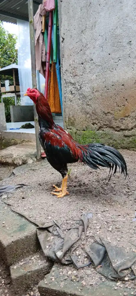 Ayam bangkok x pakhoy