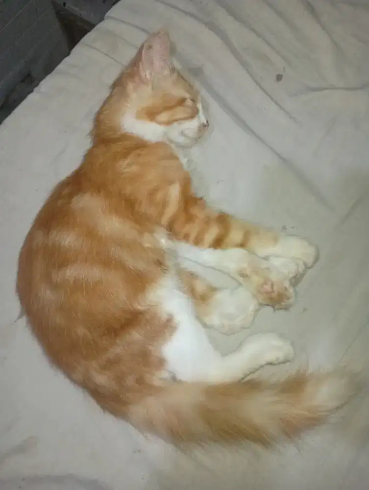 Kitten jantan anggora 3 bulan nego