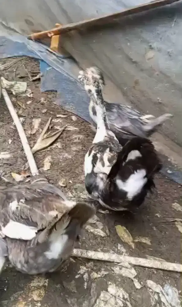 Jual entok dewasa dan muda