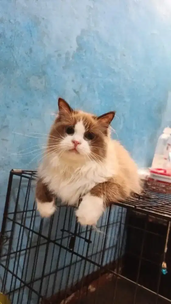 Ragdoll cantik betina