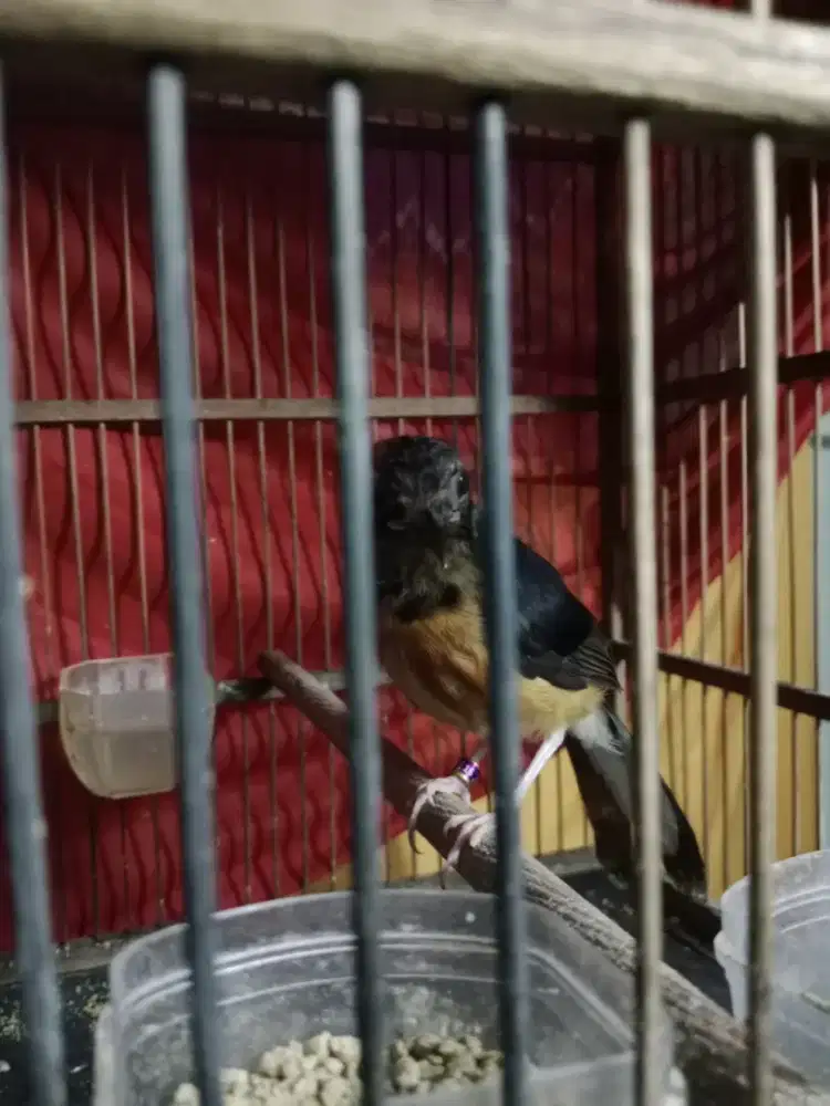 Burung murai batu trotolan usia 3 bulan