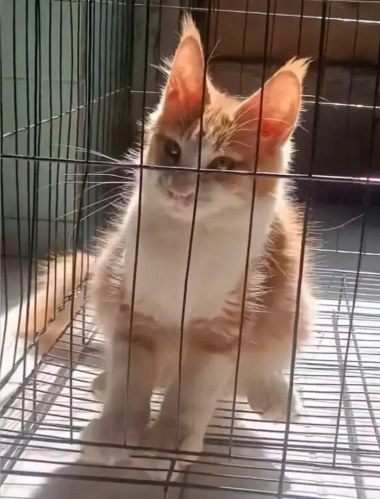 Kucing mainecoon betina