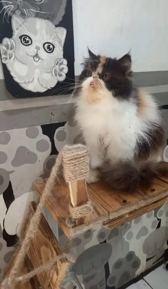 Persia Pekenose Betina Calico