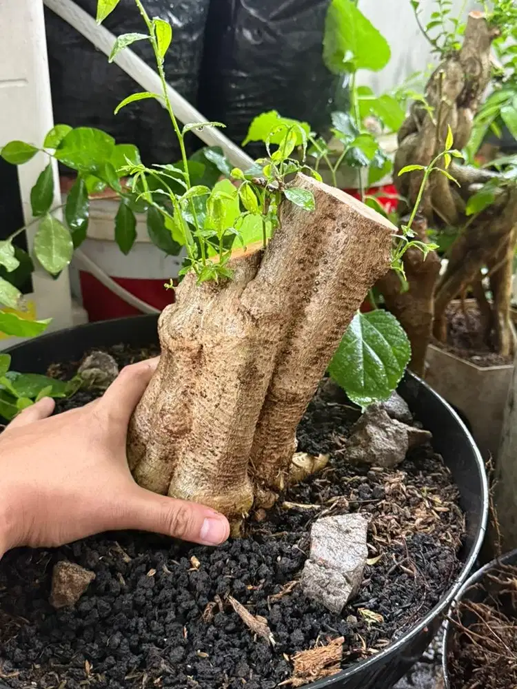 Bahan Bonsai Anting putri