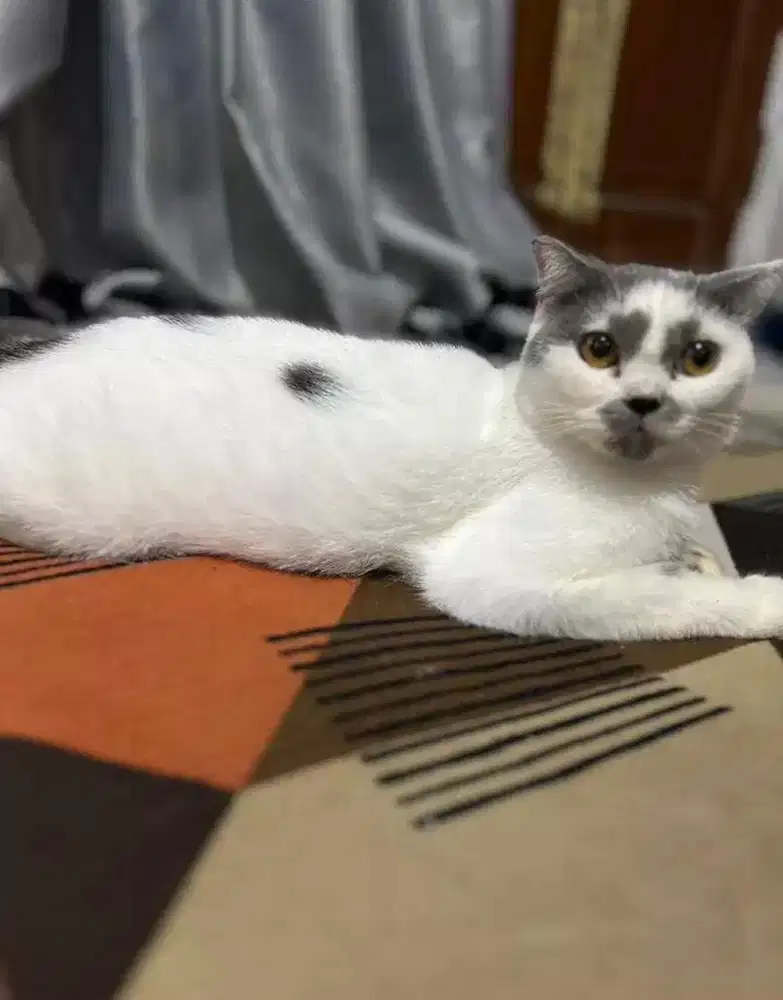 BSH mix scootish fold bicolour indukan