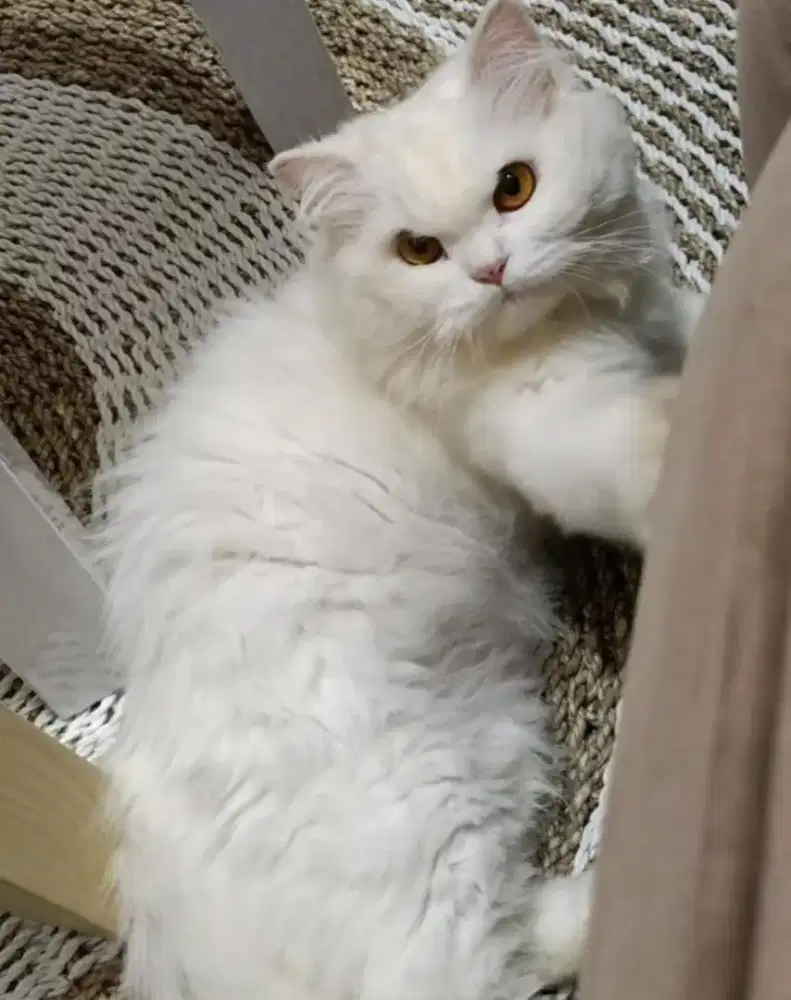 Lepas adopt flatnose