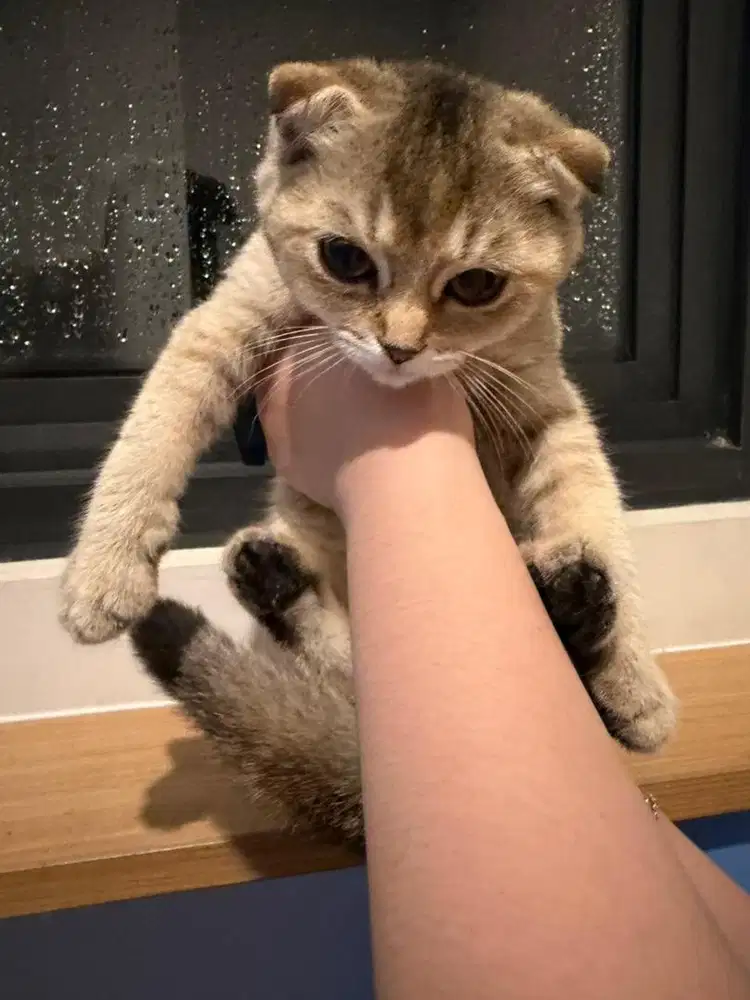 dijual lepas adopt kucing scotish fold betina jantan x munchkin bsh