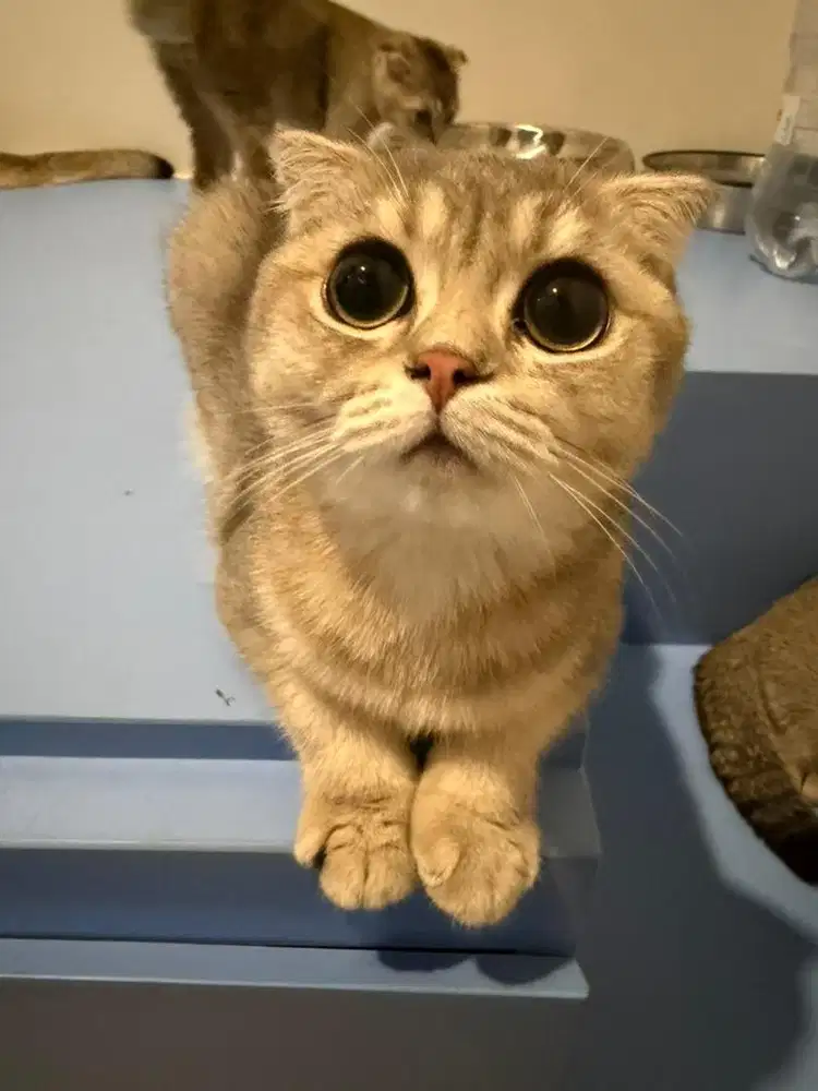 lepas sayang kucing scotish fold betina munchkin bsh jakarta tangerang