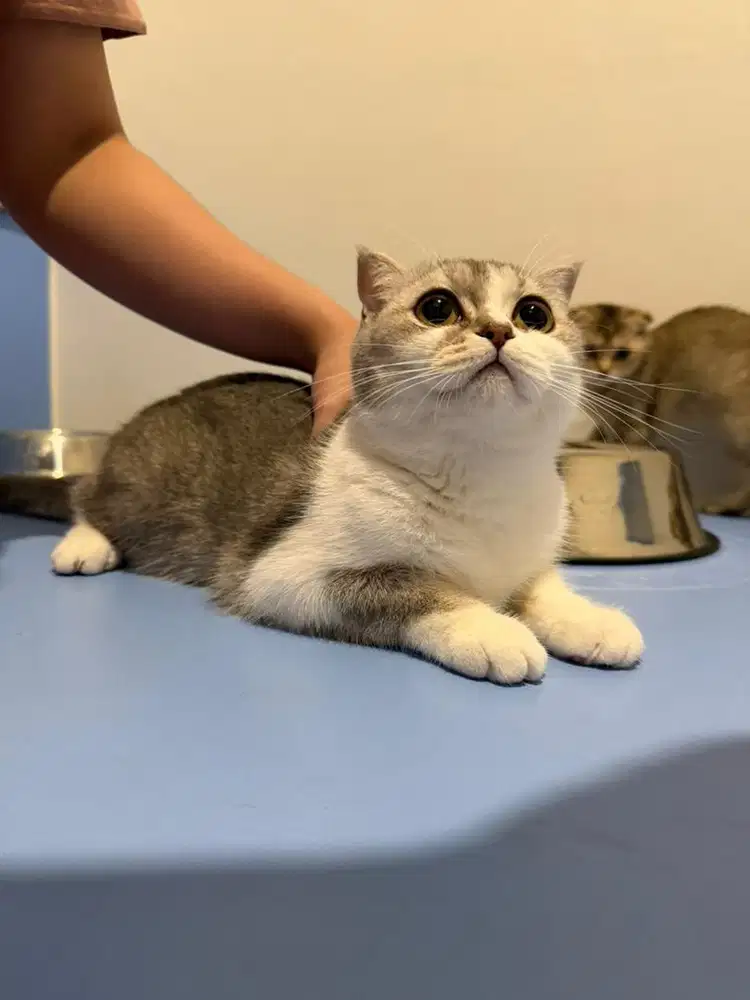 kucing scotish betina anakan scotish x persia peaknose