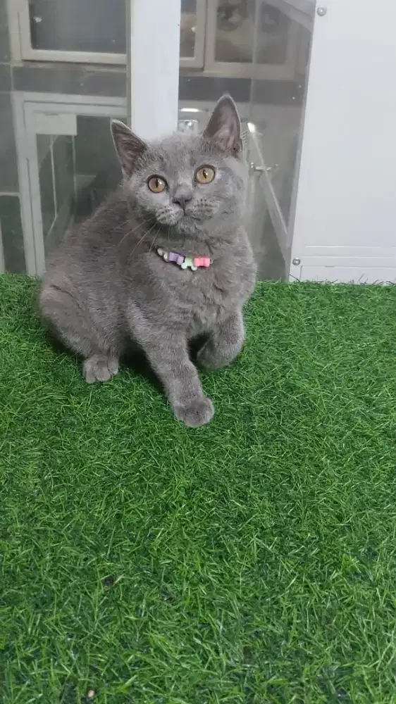 Kitten BSH Blue Jantan done vaksin