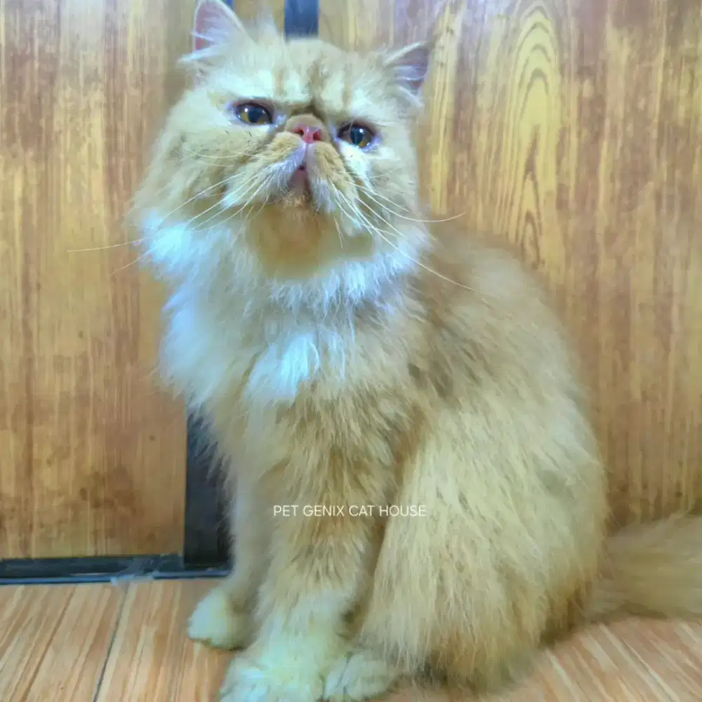 Kucing Peaknose Extreme Longhair Indukan Betina