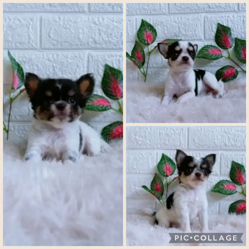JUAL CHIHUAHUA JANTAN BETINA